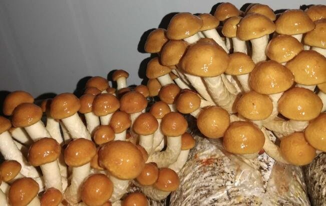 滑子菇產(chǎn)地 滑子菇產(chǎn)地