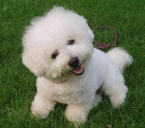 比熊好養(yǎng)嗎