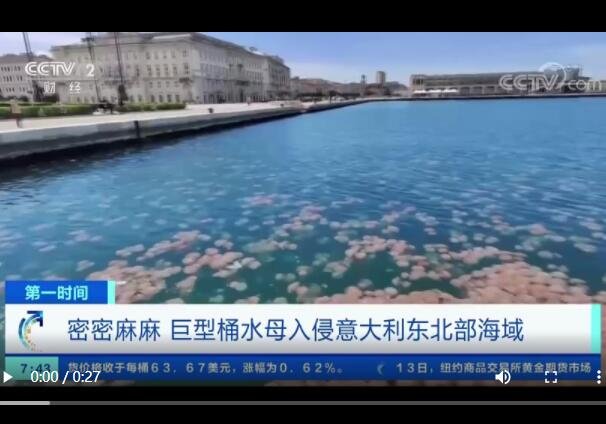 意大利海域遭水母入侵.jpg
