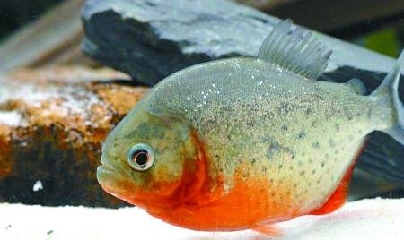 紅腹水虎魚 紅腹水虎魚