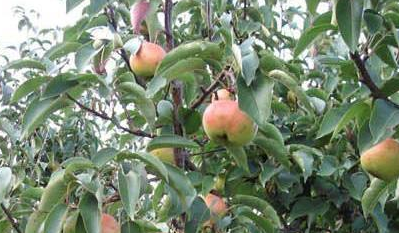 苹果梨产地