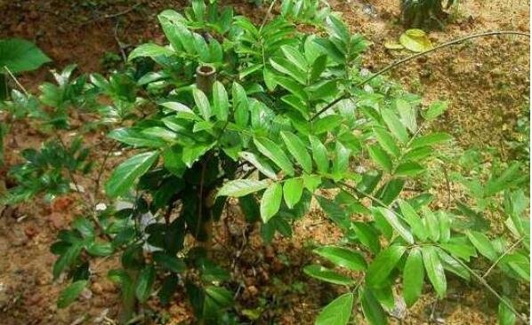 牛大力種苗 牛大力種苗