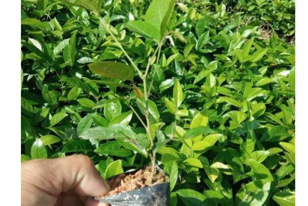 牛大力種苗 牛大力種苗