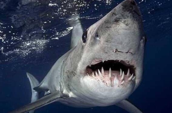 鯊魚的種類2.jpg
