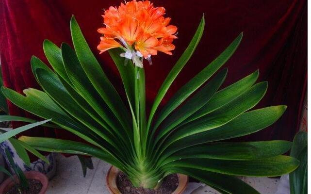 奇異君子蘭 奇異君子蘭