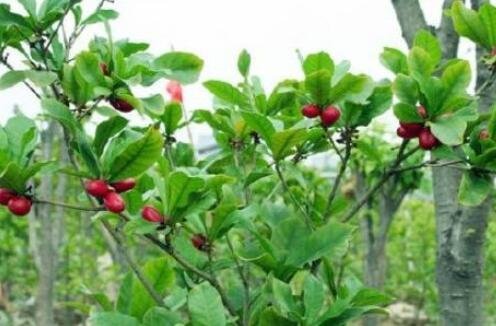 神秘果價(jià)格1.jpg 神秘果價(jià)格1.jpg