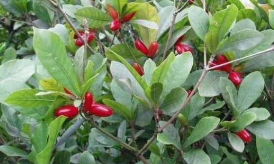 神秘果價(jià)格2.jpg 神秘果價(jià)格2.jpg