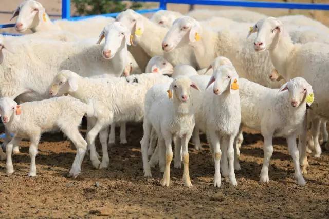 湖羊好養(yǎng)嗎