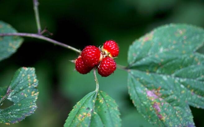 薔薇科水果 薔薇科水果
