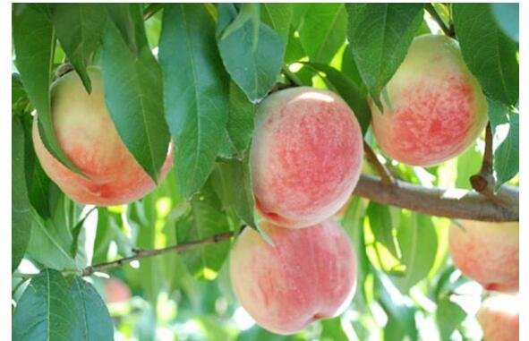 薔薇科水果 薔薇科水果