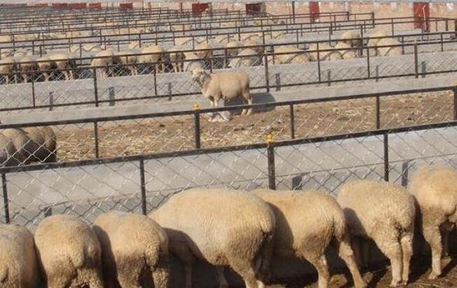 養(yǎng)殖業(yè)前景2.jpg 養(yǎng)殖業(yè)前景2.jpg