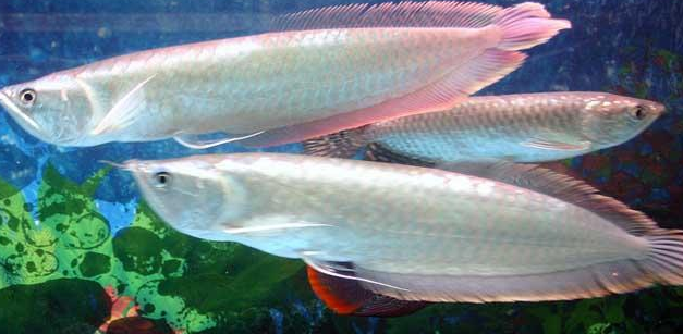 热带鱼种类有哪些要分布在哪里热带鱼种类介绍