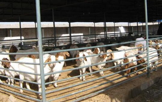 雙色羊.png 雙色羊.png