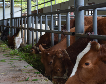 肉牛的養(yǎng)殖 肉牛的養(yǎng)殖