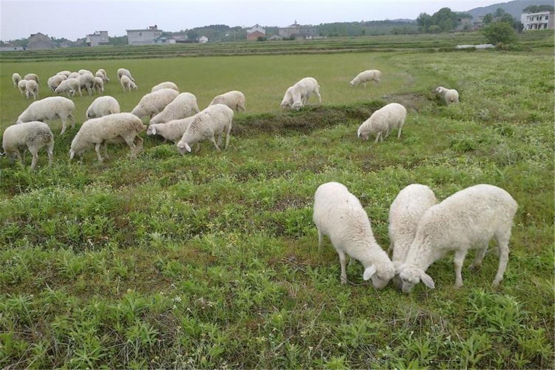 湖羊优缺点，小尾寒羊和湖羊哪一个比较好养殖？