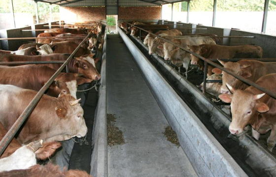 一棚牛.png 一棚牛.png