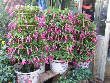 家庭養(yǎng)殖業(yè) 家庭養(yǎng)殖業(yè)