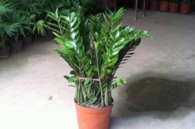 金錢樹價格1.jpg 金錢樹價格1.jpg