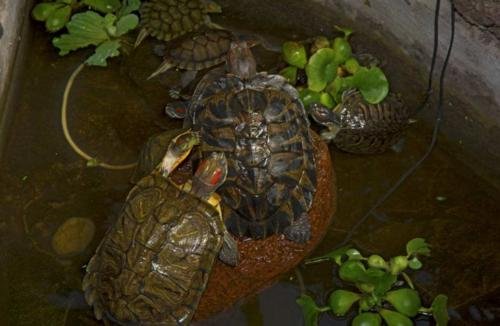 家庭養(yǎng)殖業(yè) 家庭養(yǎng)殖業(yè)