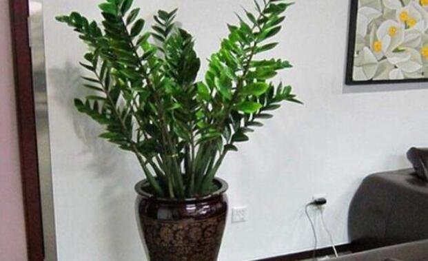 金錢樹價格2.jpg 金錢樹價格2.jpg