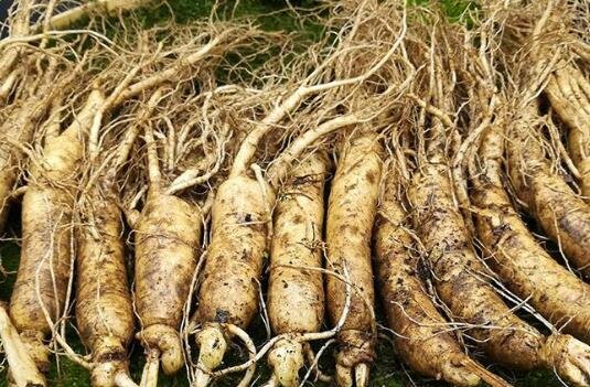 人參怎么吃2.jpg 人參怎么吃2.jpg