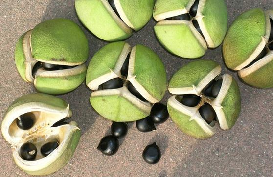 文冠果子.png 文冠果子.png