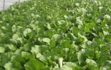 青菜的種類2.jpg 青菜的種類2.jpg