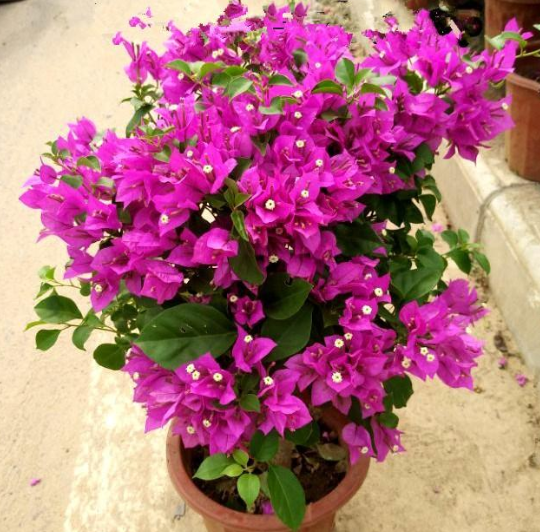 什么花好養(yǎng) 什么花好養(yǎng)