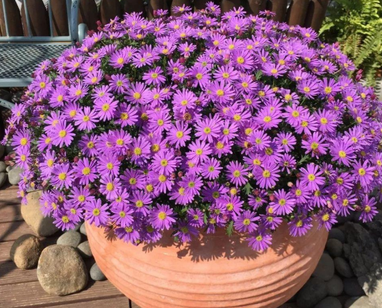 什么花好養(yǎng) 什么花好養(yǎng)