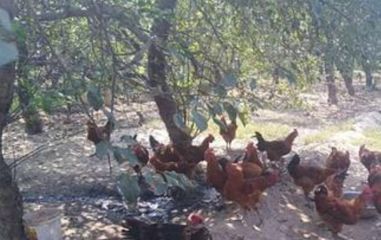 生態(tài)養(yǎng)殖雞