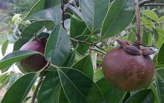 山竹的產(chǎn)地 山竹的產(chǎn)地