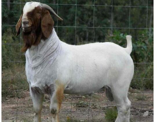 怎樣圈養(yǎng)羊