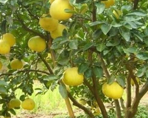 沙田柚產(chǎn)地 沙田柚產(chǎn)地