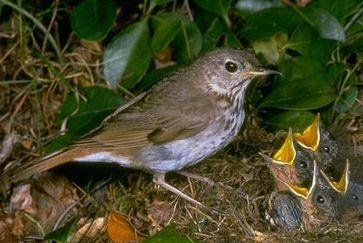 畫眉鳥飼養(yǎng)