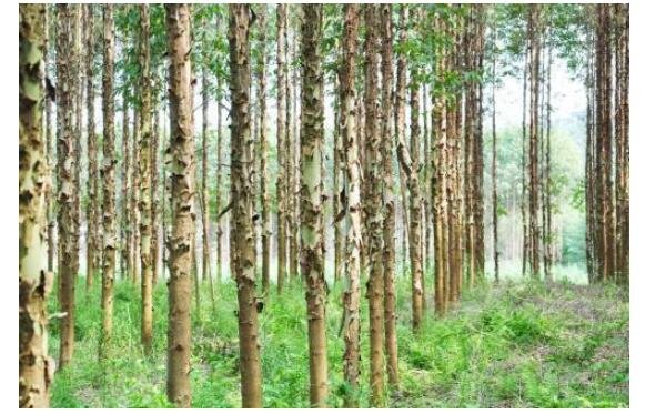 桉樹(shù)的危害