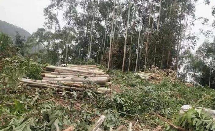 桉樹(shù)的危害