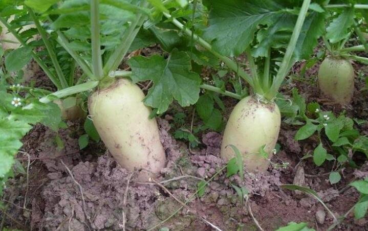 白蘿卜產(chǎn)地