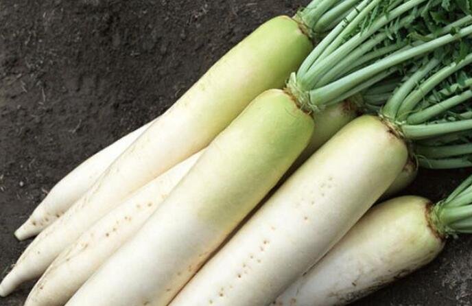 白蘿卜產(chǎn)地