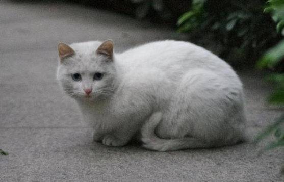 流浪白猫.png