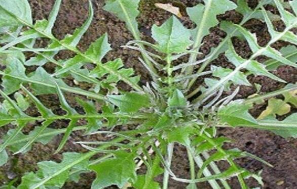 薺菜怎么做1.jpg 薺菜怎么做1.jpg