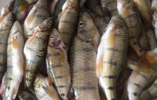 石斑魚(yú).png 石斑魚(yú).png