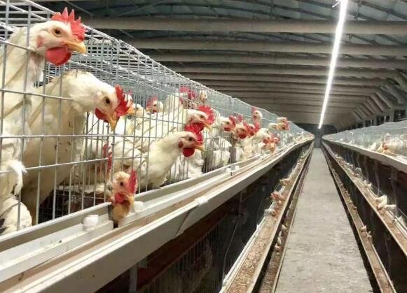 肉食鸡养殖2.jpg