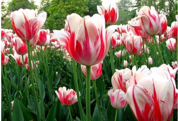 郁金香種球 郁金香種球