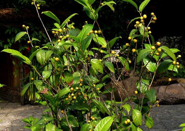 金花茶种植