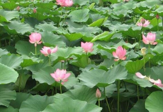 荷花的種植1.jpg 荷花的種植1.jpg