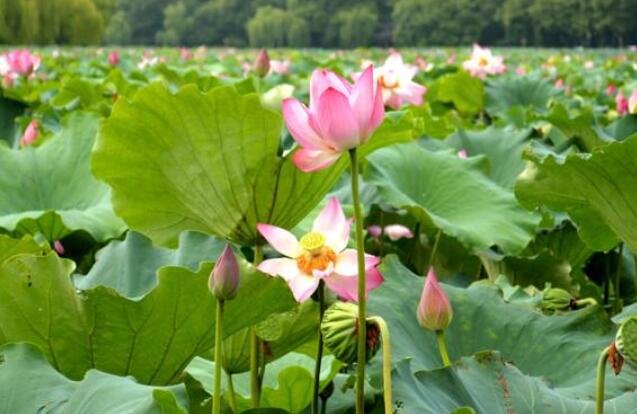 荷花的種植2.jpg 荷花的種植2.jpg