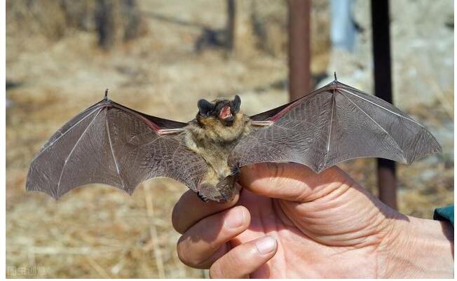 蝙蝠咬人嗎