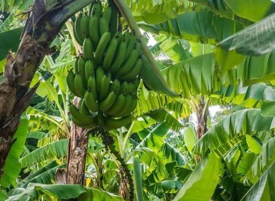 香蕉的产地主要在哪里，香蕉种子长什么样子，香蕉种植到收获大概多久