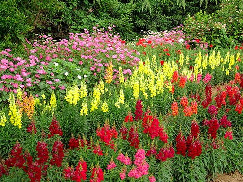 金魚(yú)草花期