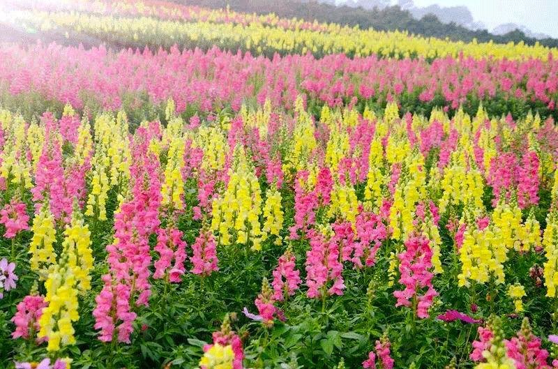 金魚(yú)草花期